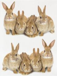 Geschirrtuch Baumwoll Küchentuch Digitaldruck "HASEN" , Fa. Kracht 