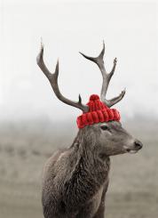 Geschirrtuch Küchentuch Digitaldruck Hirsch, Fa. Kracht 