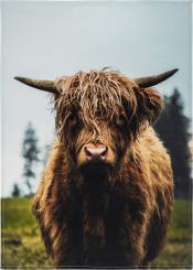 Geschirrtuch Baumwoll Küchentuch Digitaldruck "GALLOWAY"  , Fa. Kracht 