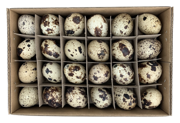 48 Deko Wachteleier natur Deko Ostern 