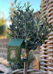 A2 Living Hänge Laterne wetterfest feuerverzinkt oliv grün Outdoor rostfrei 12 cm 