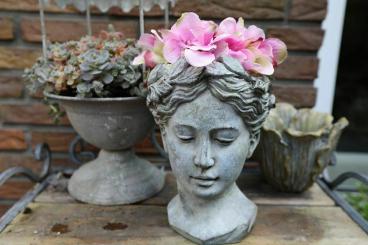 Pflanzbüste 16,5 cm Frauen Kopf zum Pflanzen Zement creme grau 